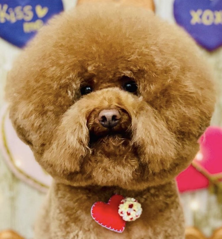 fuuta__ponta's tweet photo. また顔がデカくなったよ🐶
#トイプードル 
#トリミング
#顔デカ https://t.co/TlI87NJlzR
