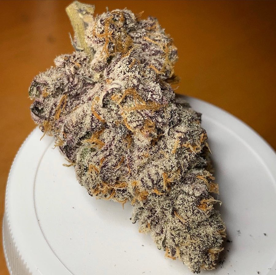 SolfireGardens's tweet photo. 🍇 Why U Gelly 🍇
Bred, Grown and Selected by:
🧬🌱👉 @SolfireGardens 
#Seeds available at https://t.co/9gjrkZ96G8
Join our Discord community of over 10,000 Solfire growers
👾https://t.co/NToec14evl
#Solfire #Discord #RT #cannabis https://t.co/iFq9bwE79O