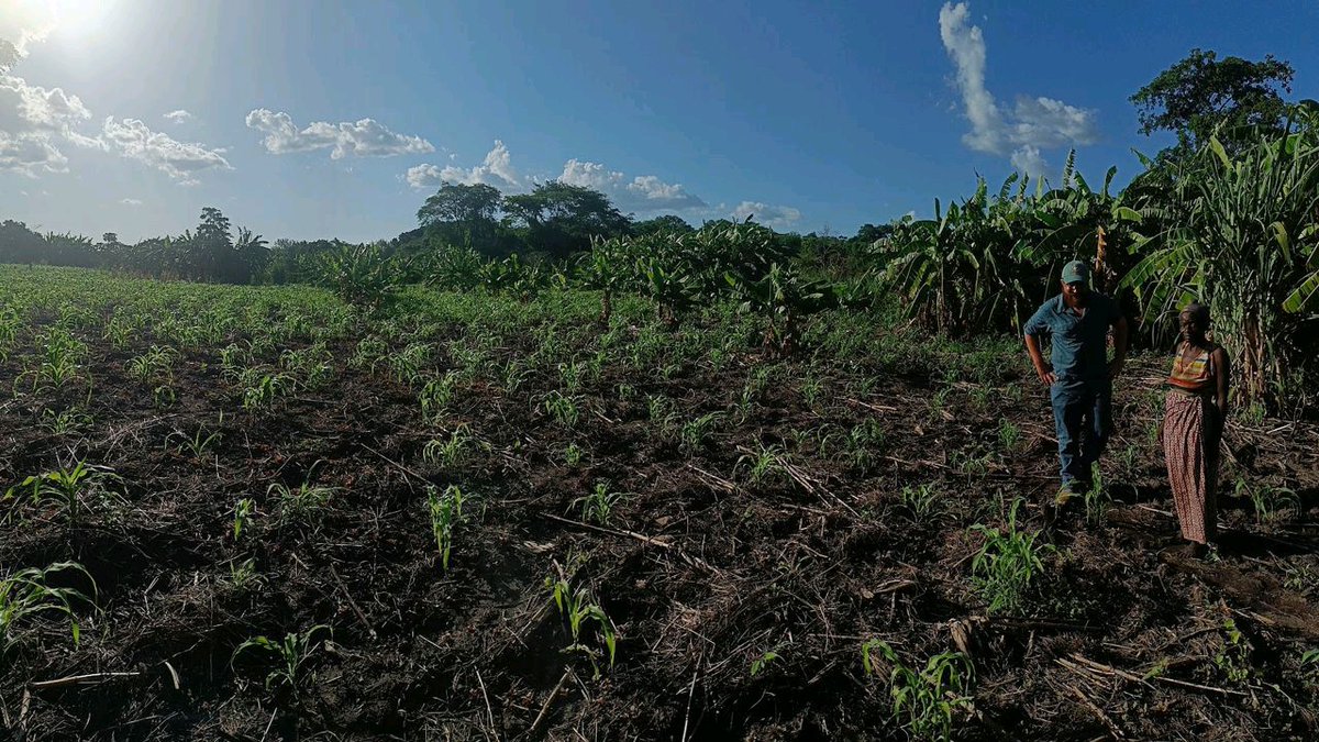 I had the incredible opportunity to learn more about the Sustainable Livelihood Development Program (SLDP) for communities in the Gorongosa National Park Sustainable Development Zone.
More about the program here; lnkd.in/eqVaVmMD