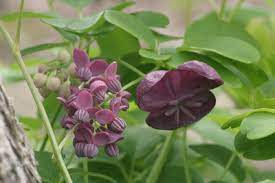 50Plushealths's tweet photo. The #ChineseHerb: #MuTong (Caulis Mutong) https://t.co/8HdEFz8cUr https://t.co/VyLRVzQlA5