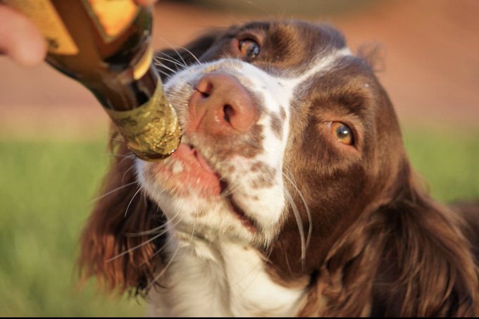 My family dog passed today 😭💔 https://t.co/MMi4wwKQsr