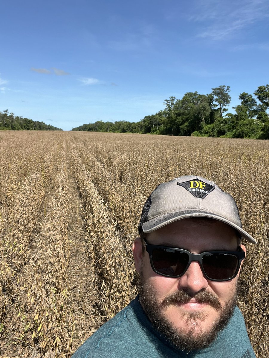 Almost ready for harvest. Desiccated 3 days ago. Now just waiting for the green pods to dry off. #Soybean #soya #Bolivia #agro