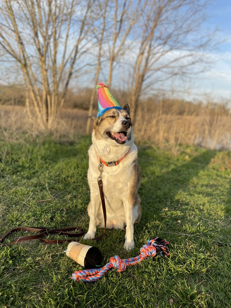 VolcomWolf's tweet image. It’s Kirras birthday! She’s 9! (61 in dog years)