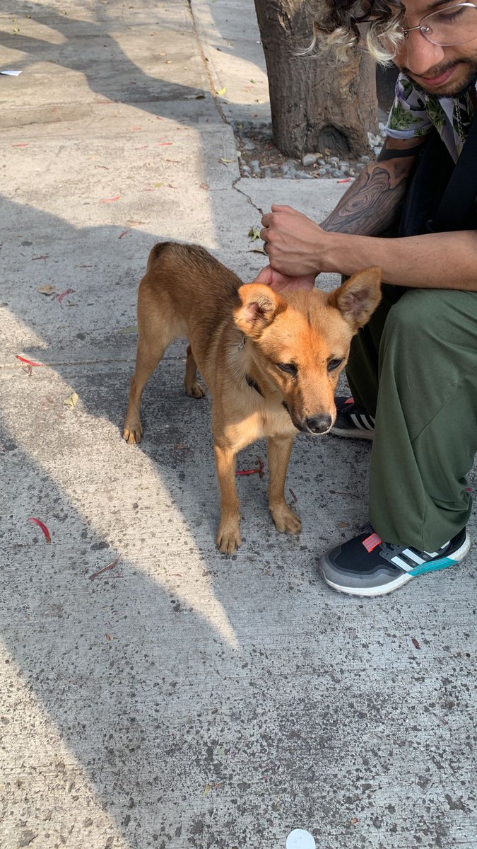 Perrito perdido en la Col. Portales, si alguien lo ubica mándenme un dm. Ayúdenme a difundir :) Gracias!#cdmx #perroperdido #portales #perro