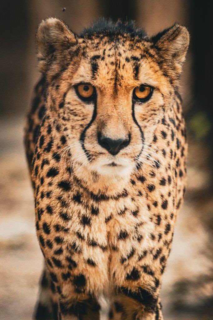 OmahaZoo's tweet photo. If you were out on the prowl today, we wanted to make you aware of some information:

At about 3:40 PM today, Zoo officials were alerted of a cheetah outside of its primary enclosure, but behind the public barrier, in the Scott African Grasslands.

MORE: https://t.co/KAp8ubUuJP https://t.co/hAyuFvW5oG