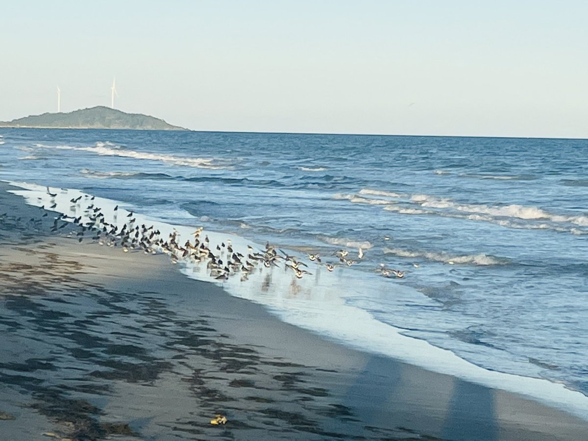 AWA_013's tweet photo. Mi entretenimiento de hoy adicional a las #4millas #naturelover #SunsetLovers #islandlife 💙🧡 🇵🇷 https://t.co/P5amRgKV1l