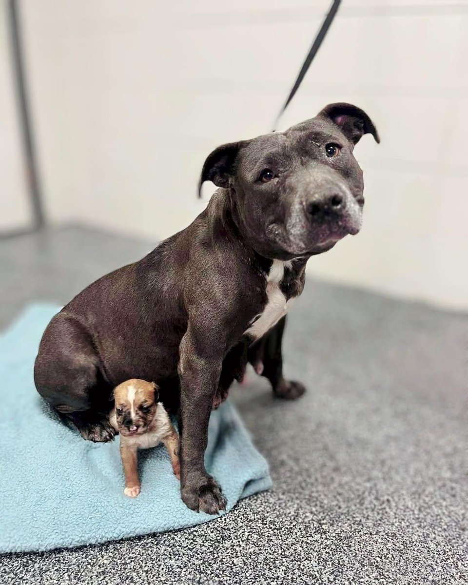 HoundsInPounds's tweet photo. Dear animal lovers,

We have an urgent plea to share with you today. Our hearts are breaking for an old mama dog and her 4-week-old baby. When we saw the picture of this elderly Mama and her skinny puppy at the shelter, we couldn't believe our eyes.👇 https://t.co/tu7Bm0KdGs