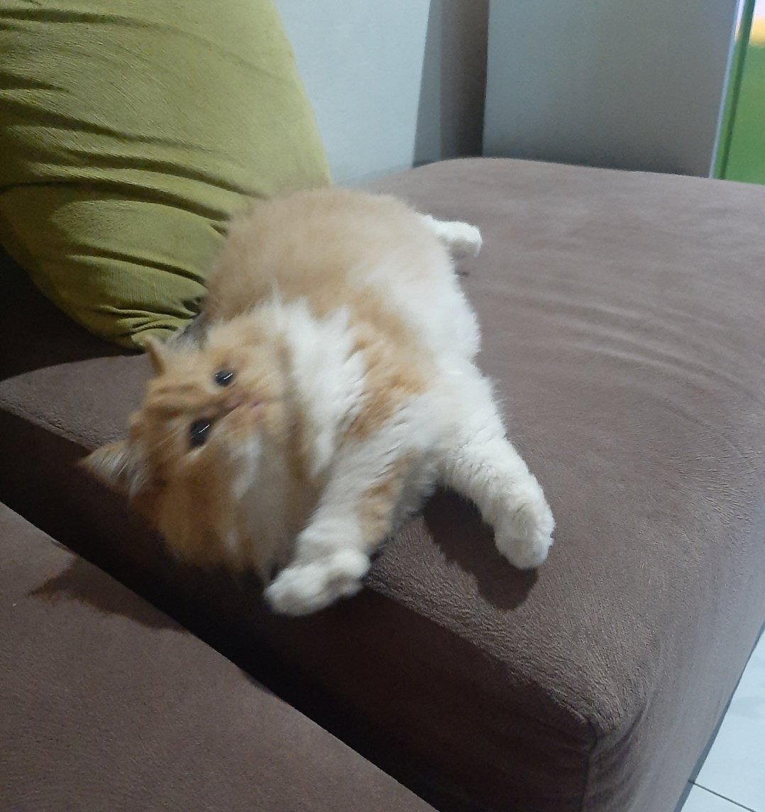 Cosplay jadi <a href="/ibnukucinggeo/">BOS KUCING</a>