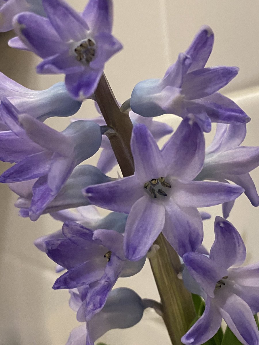 Hyacinth is blooming and smells heavenly just in time for #BlueTuesday. #spring #flowers #February28th #flowerphotography #photooftheday 💙🍃💜