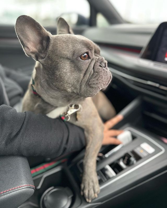 Beep Beep🚓🚕🚗
#usa #newyork #california  #instafrenchie #frenchie #frenchieoftheday #nilsthefrenchie