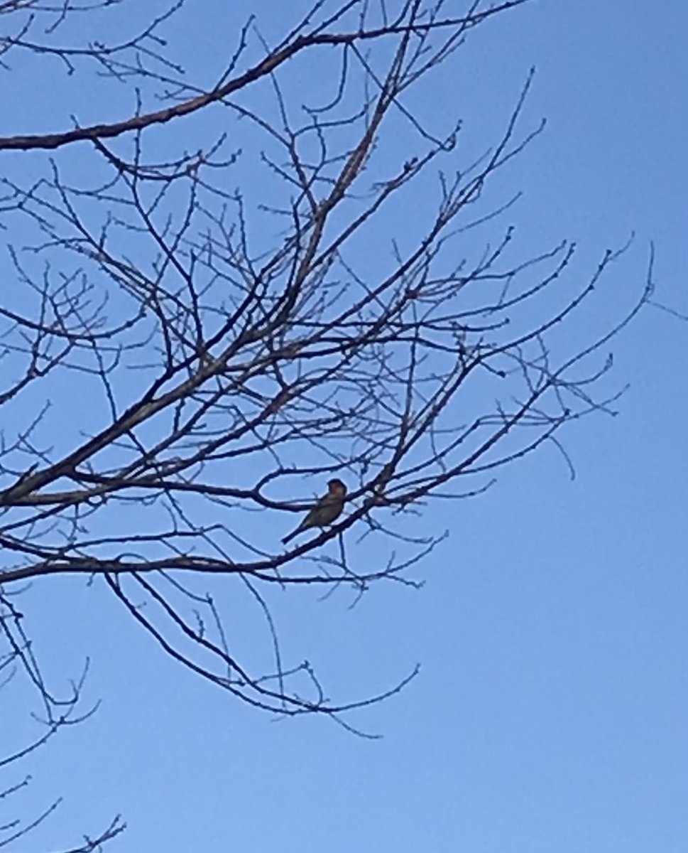 Several months ago, I started taking a walk most weekdays. I’ve been listening to podcasts. This week decided to stop that so I can hear the birds. Heard this one today. Merlin quickly told me it’s a house finch.  Very cool!  #aBirdFromTheLord