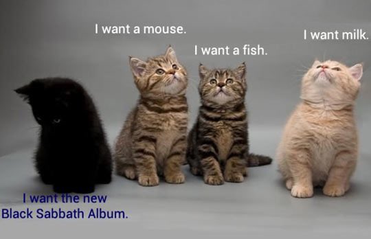 Cats #NotAll___AreTheSame
