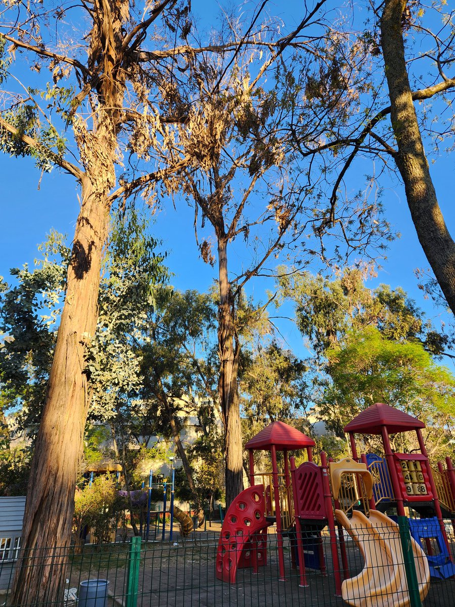 MyartoDe's tweet photo. @AdrianRubalcava @vivianamaciasnz @joaquin_carral @AlcCuajimalpa @PMSanFrancisco Urgente en el parque hay varios eucaliptos muy altos que se ven secos, que tienen ramas muy grandes y se pueden desgajar lastimando a los usuarios, urge atender y podar https://t.co/qQaIuy9Ns0