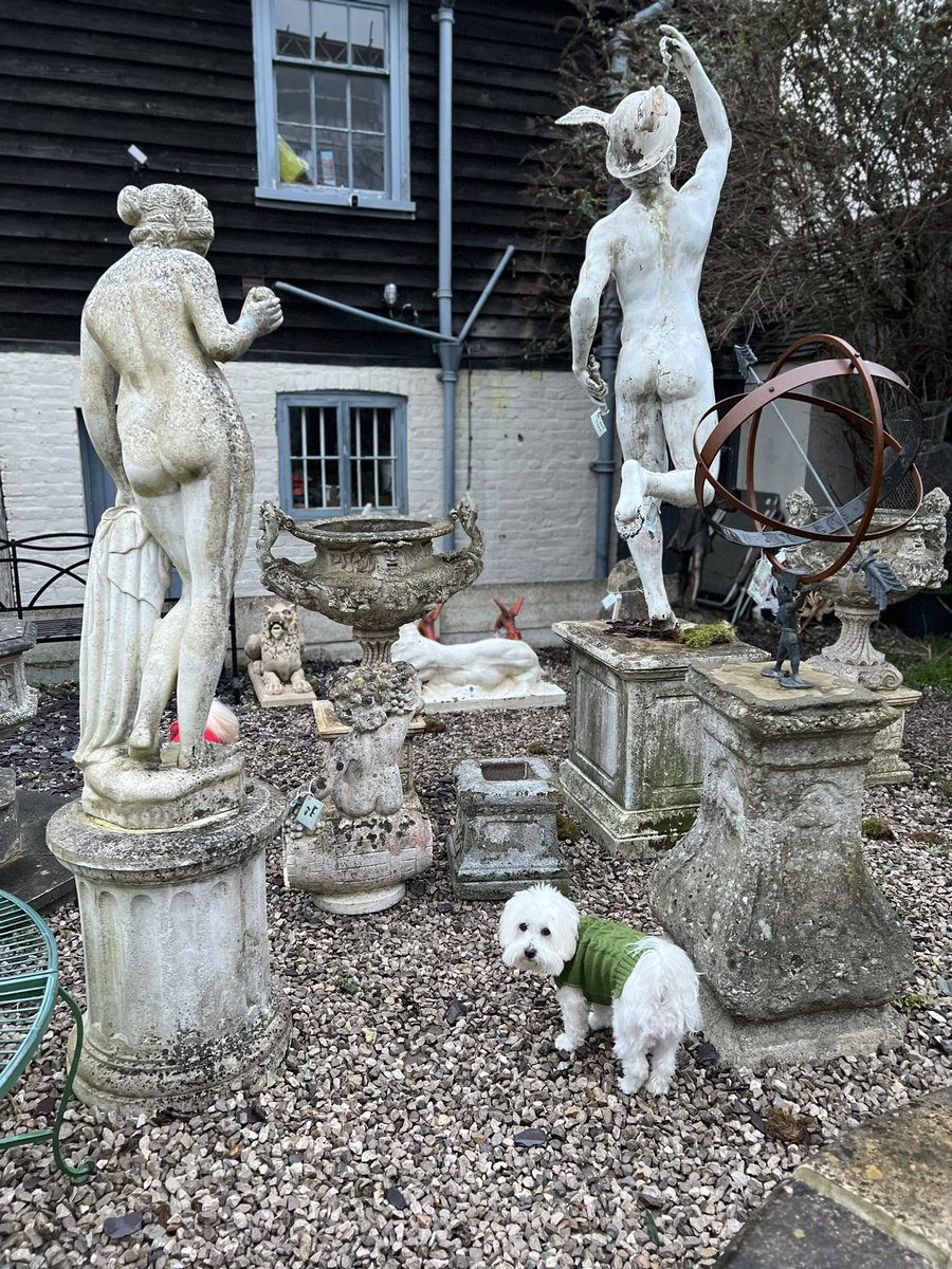 Toffee joining in with the showing off your behind photos! #gardenstatues #antiques #whitstable #warehams #fluffydogs