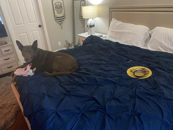 Hildi is THIS well behaved haha I left to go get water and left my chicken nuggets and fries on the bed<a href="/tag/ff"class="tags"><span>#ff</span></a><a href="/tag/retweet"class="tags"><span>#retweet</span></a><a href="/tag/mfc"class="tags"><span>#mfc</span></a>