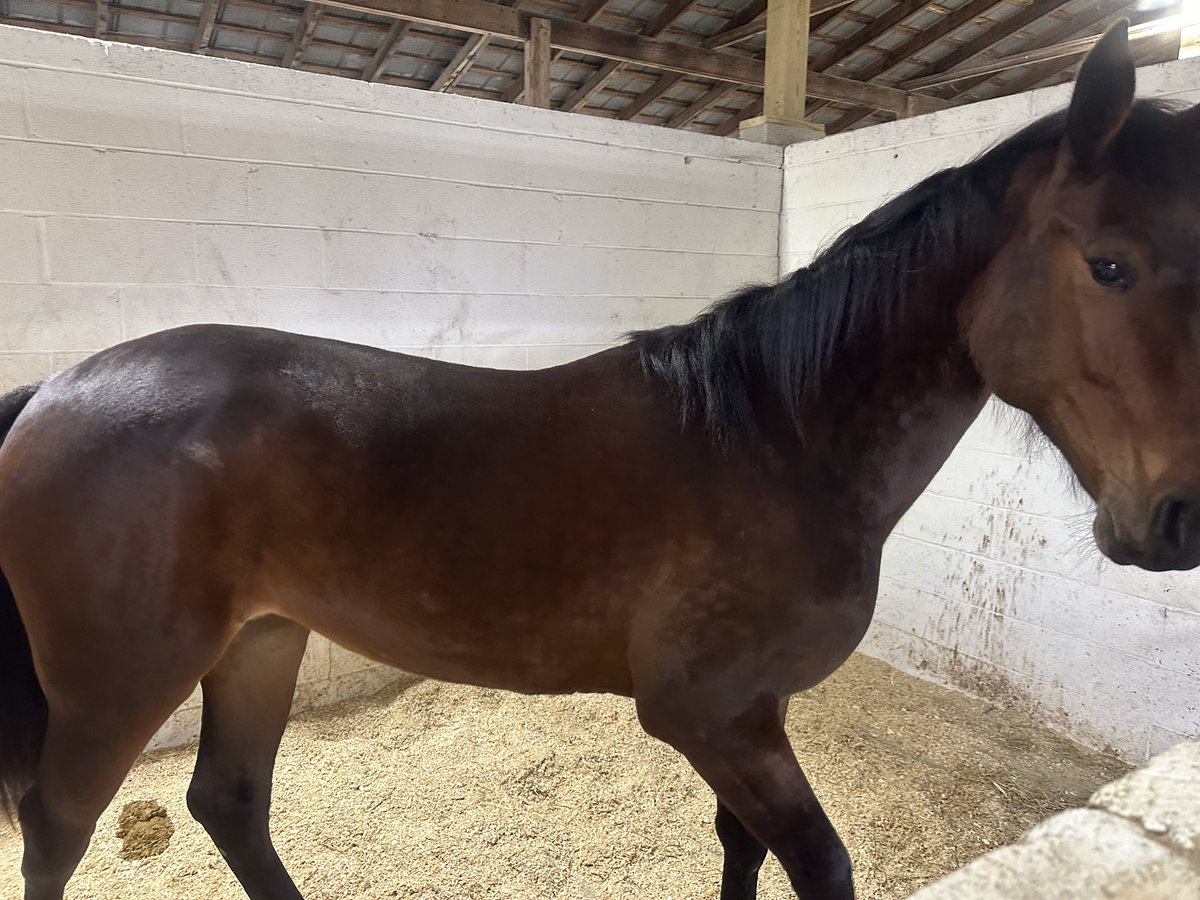 Blazing Deo #sixpackfilly