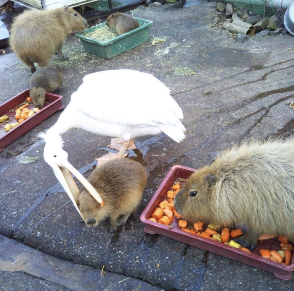 that’s not a snack