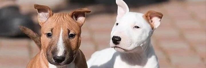 bullterrierdog (@bullterrierdog1) on Twitter photo 