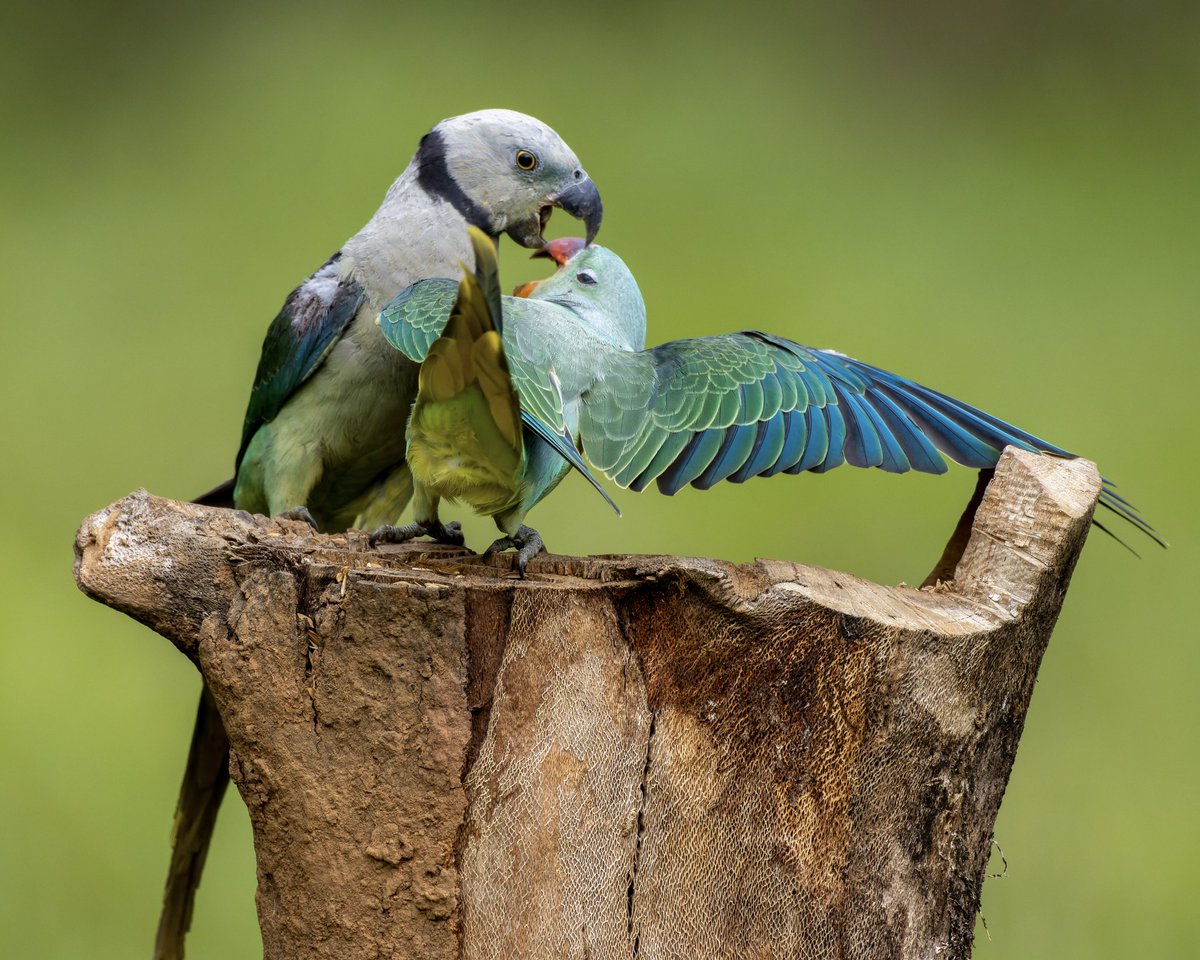 The young little lovers #Two2Tango #indiAves #malabarparakeet #bluewingedparakeet #birding #birdwatching #birdphotography #BirdsOfTwitter #natgeoindia #BBCWildlifePOTD