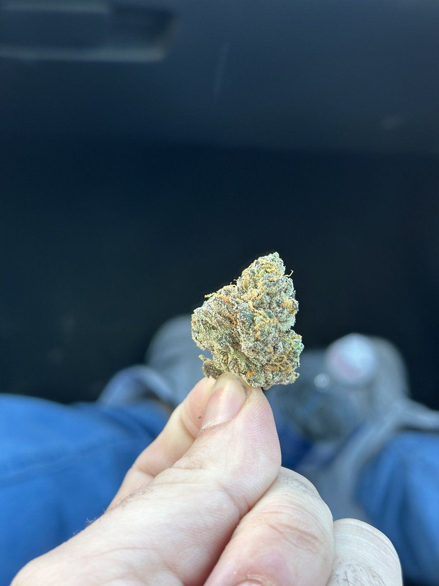 🍁🇨🇦