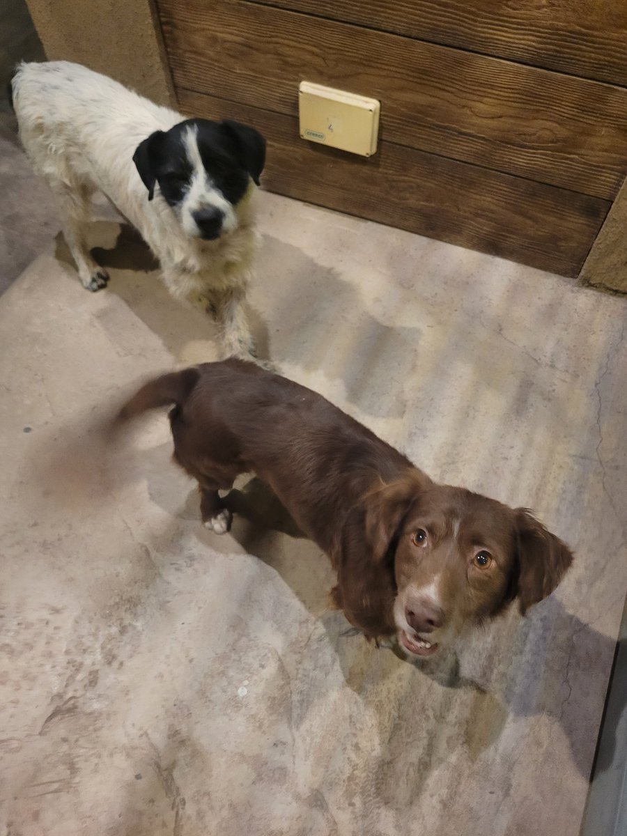 si quieren ser menos garcas que las personas que los abandonaron por favor COMPARTAN