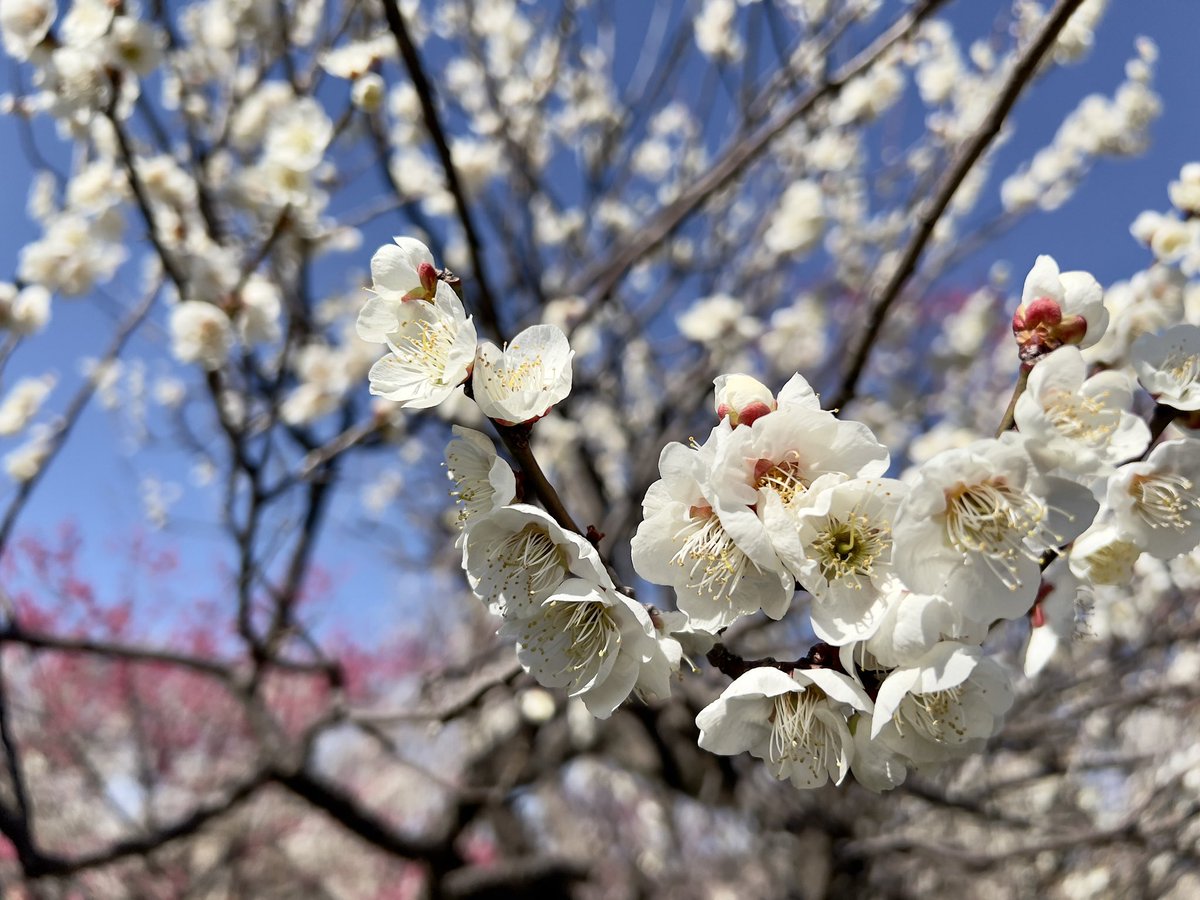 酒井陽一(sakalabo) Twilog