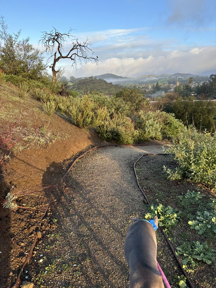 mayajbrooks's tweet photo. The views from this mornings walk of gratitude ❤️🐾🙏🏼 appreciating the journey and discovering what’s on the other side of the mountain ❤️ and I count it all joy! https://t.co/canw7aYjAD