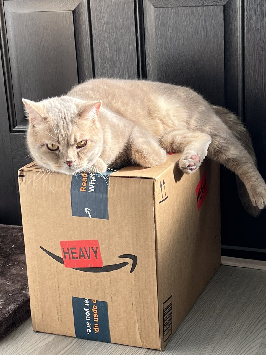 kofibins's tweet image. Can you open da box already???  😺💙
#catbox #CatsLover #CatsAreFamily #CatsOfTwitter #catsofinstagram