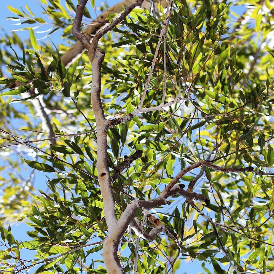 Darwin Woollybutt or Woolewoorrng, #Eucalyptus miniata
NT, Qld, WA

One of very few #eucalypts that naturally flower orange, the #Darwin Woollybutt is a common tree of the tropical savannah. Check out that bark!

Is this your #EucalyptoftheYear?
Vote now: surveymonkey.com/r/C8YT83X