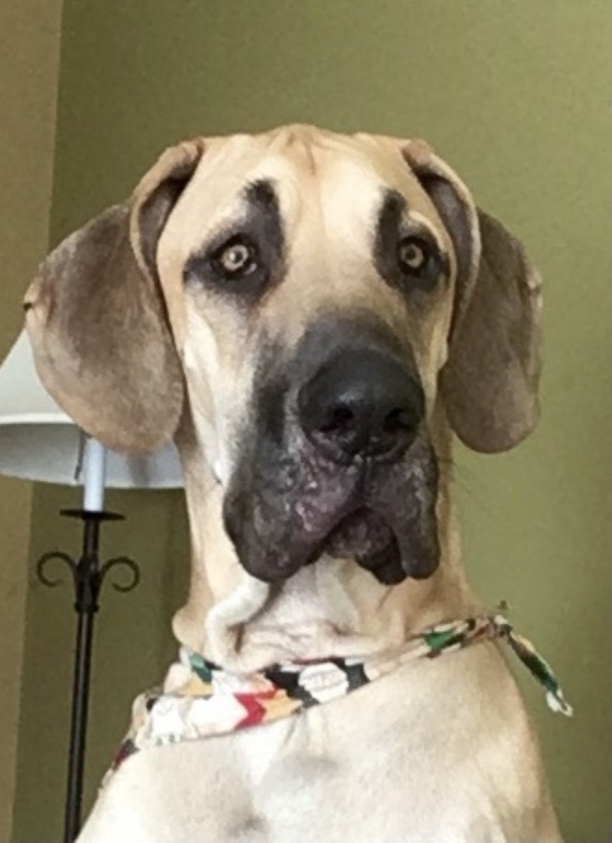 JenniferDelucia's tweet photo. @jimmyfallon I read books to my dog Charlie. Today it was the Giving Tree . This is Charlie #thatsmyjam https://t.co/sZWPG1sgIX