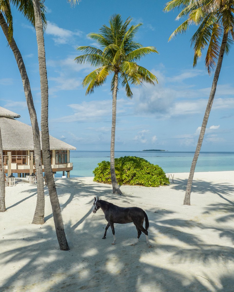 Gallop on horseback with the most beautiful mare through the verdant sceneries of kihaa, a sight for sore eyes.
.
.
#KIHAA #KIHAAMaldives #KIHAAMoments