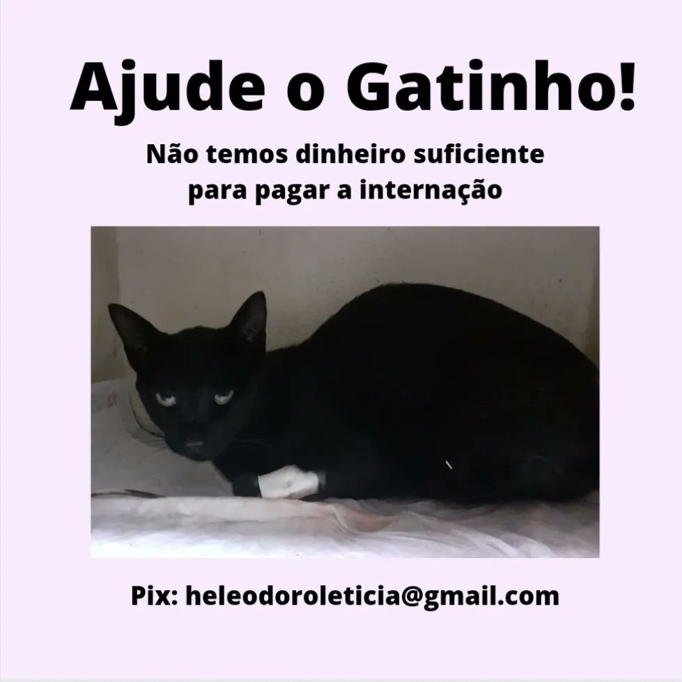 gatinhopanda's tweet photo. Preciso de sua ajuda, meu gatinho foi internado e ficou 8 dias na clínica veterinária https://t.co/a4EQRXclNb