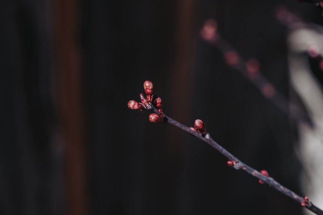 #spring #photograghy #fujifilm #fujifilmxt4 #fijifilmserie