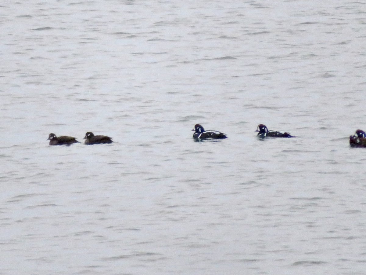 Sweet little Harlequin Ducks out in front of the house this evening. I wish the light had been better but cute nonetheless. #bayoffundy #novascotiabirds