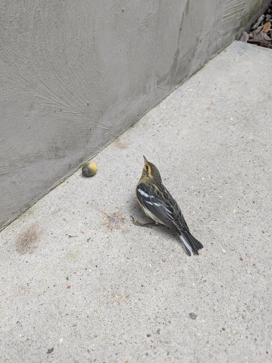 cm_kent's tweet photo. @Tulane Like this stunned, migrating Blackburnian Warbler, that was drawn in by the lights and then stunned crashing into the windows of Boggs to be eaten by the feral cats? #birdcollision 🐦+🪟+🐈=💀 https://t.co/s7o4grKK1E