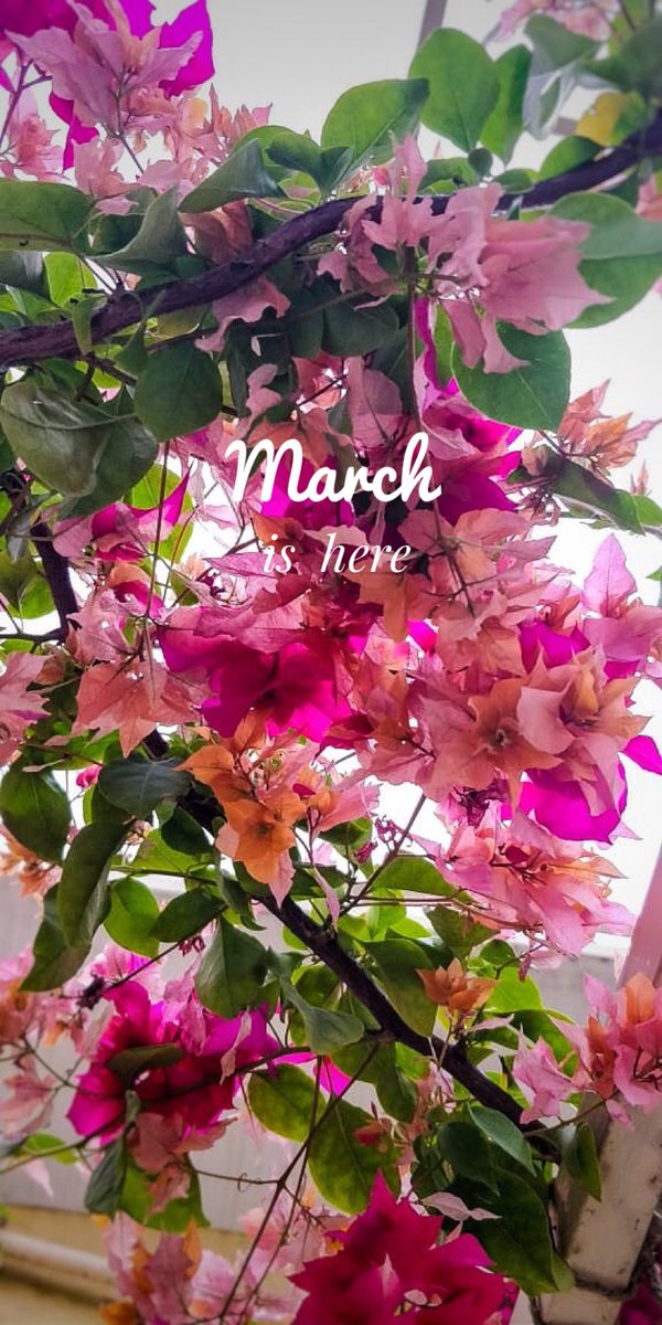 bellarosa000's tweet image. March is here !

#headerupdate