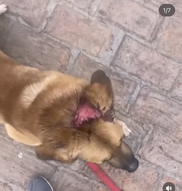 JesuseAguiar's tweet photo. Ey #Mazatlan ayuda, este individuo es un agresor de animales que golpeó salvajemente con un tubo en la cabeza a una perrita, la patrulla #3303 de la SSPYTM atendió el reporte y dijo que no podía detenerlo porque no sabían el protocolo de al ley de protección animal
Abro hilo 👇🏻 https://t.co/j9WNRUCz5C