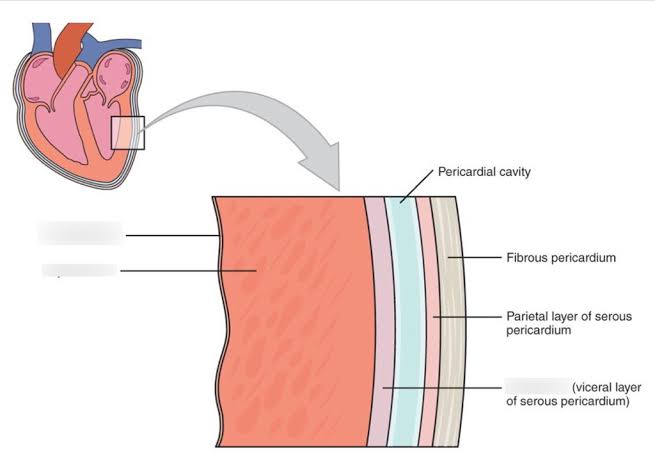shamimislam69's tweet image. #cardium: A combining form occurring in compounds that denote tissue or organs associated with the heart, as specified by the initial element.