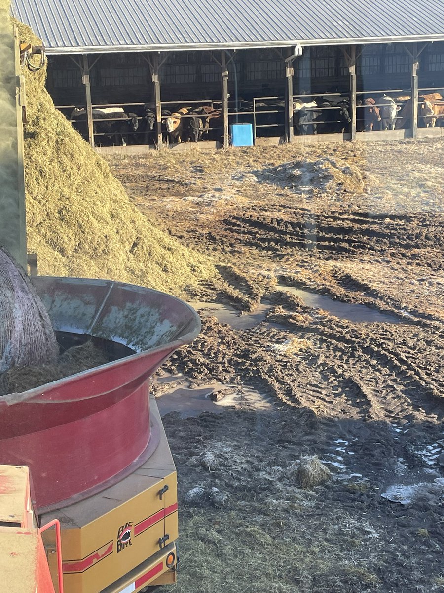 Wow what a nice day to grind some hay. We started off the day with some nice alfalfa and grass mix, we made a grass and corn mix, we saw a few all grass piles and a few grass and corn stalk mix. You can see from the pictures the cows are ready for a taste. Keep Calm and Grind On