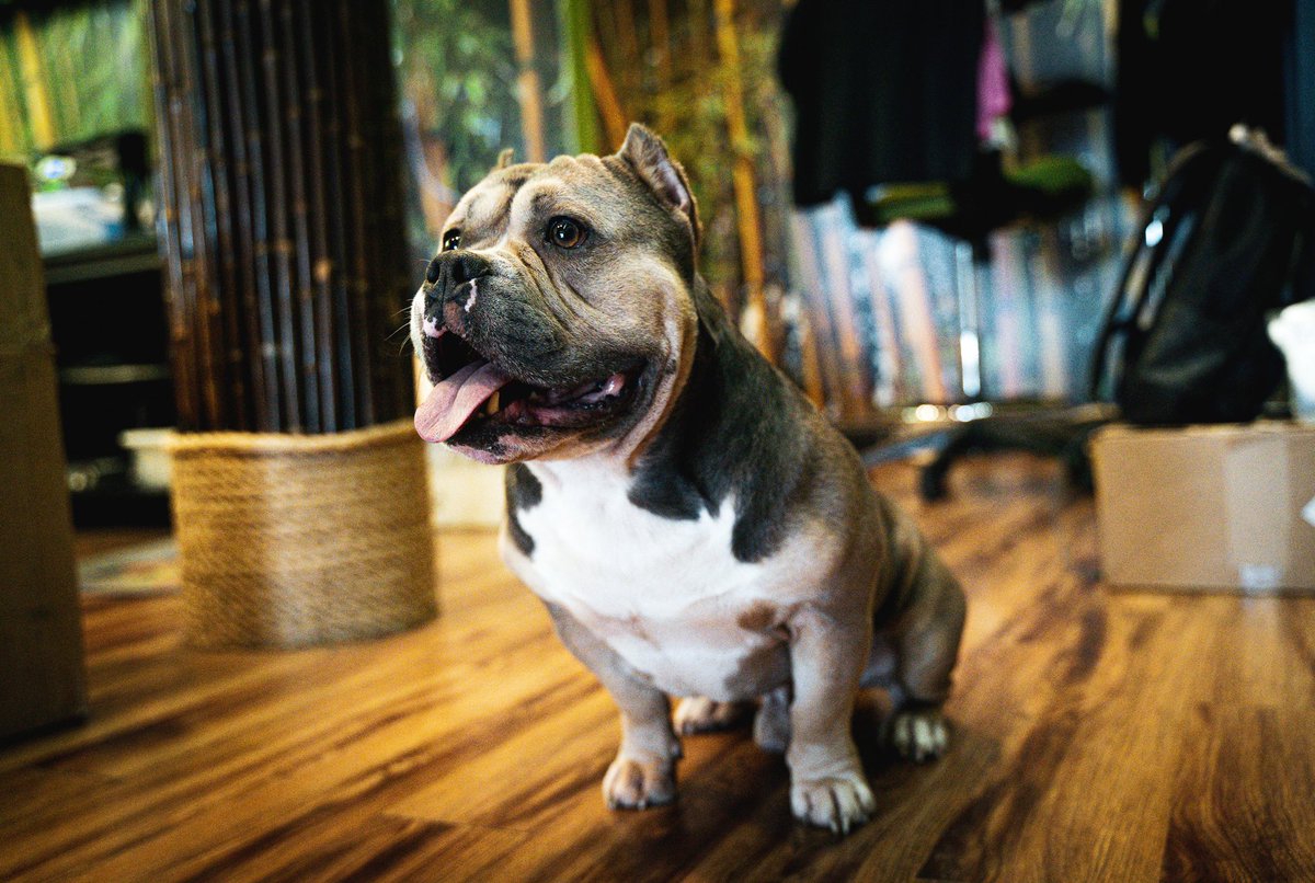 JonnRod13's tweet image. My son a dad once again, tap in for pups #bullybreed