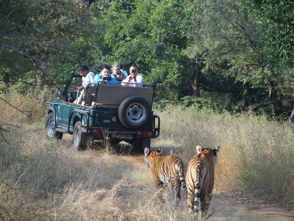BirdingFair's tweet photo. @RangerTMcCauley Hind-sight - morning in Ranthambhore Tiger Reserve, enjoy. https://t.co/t2gdzMMmxU
