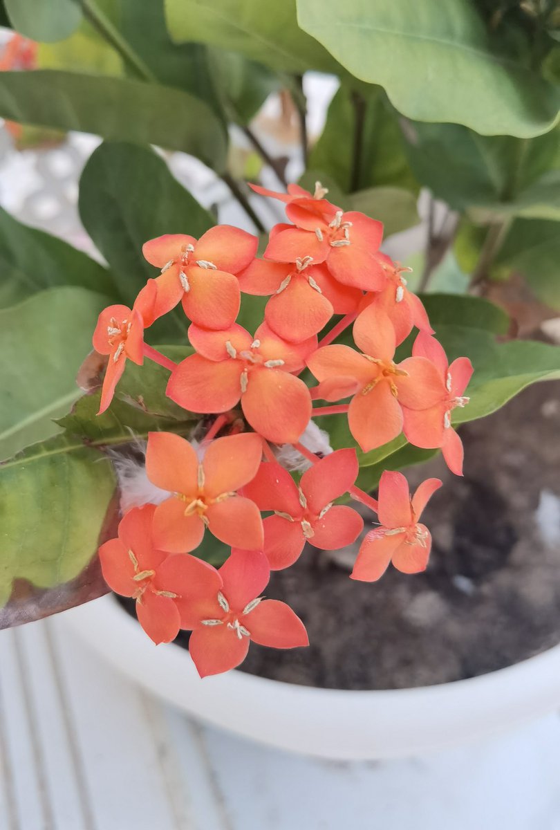 صباحكم جميل في اول ايام شهر الحلوين اللي حالهم اذاك عيد ميلادهم جعلهم السعاده والبسمه ما تفارقهم 💕
☕وصباحي ورد مال بيتنا🌸
✋كيف اصبحتم بو عيون وارمات ورايحين للدوامات 😁😁؟