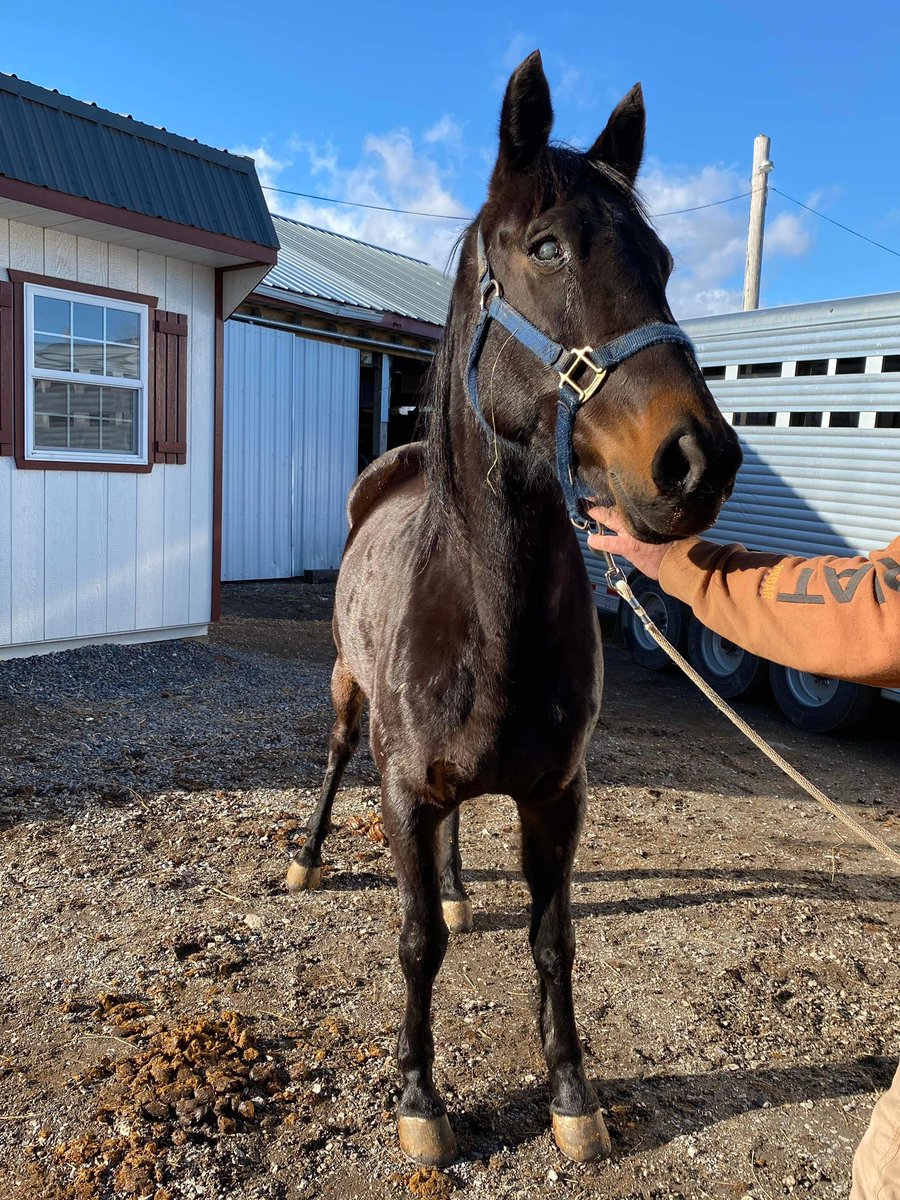 MS LIS M
1HN54 
0 Starts / 0 Wins / $0 Earnings 

Shippensburg, PA
Status at at 2/28: IN PEN