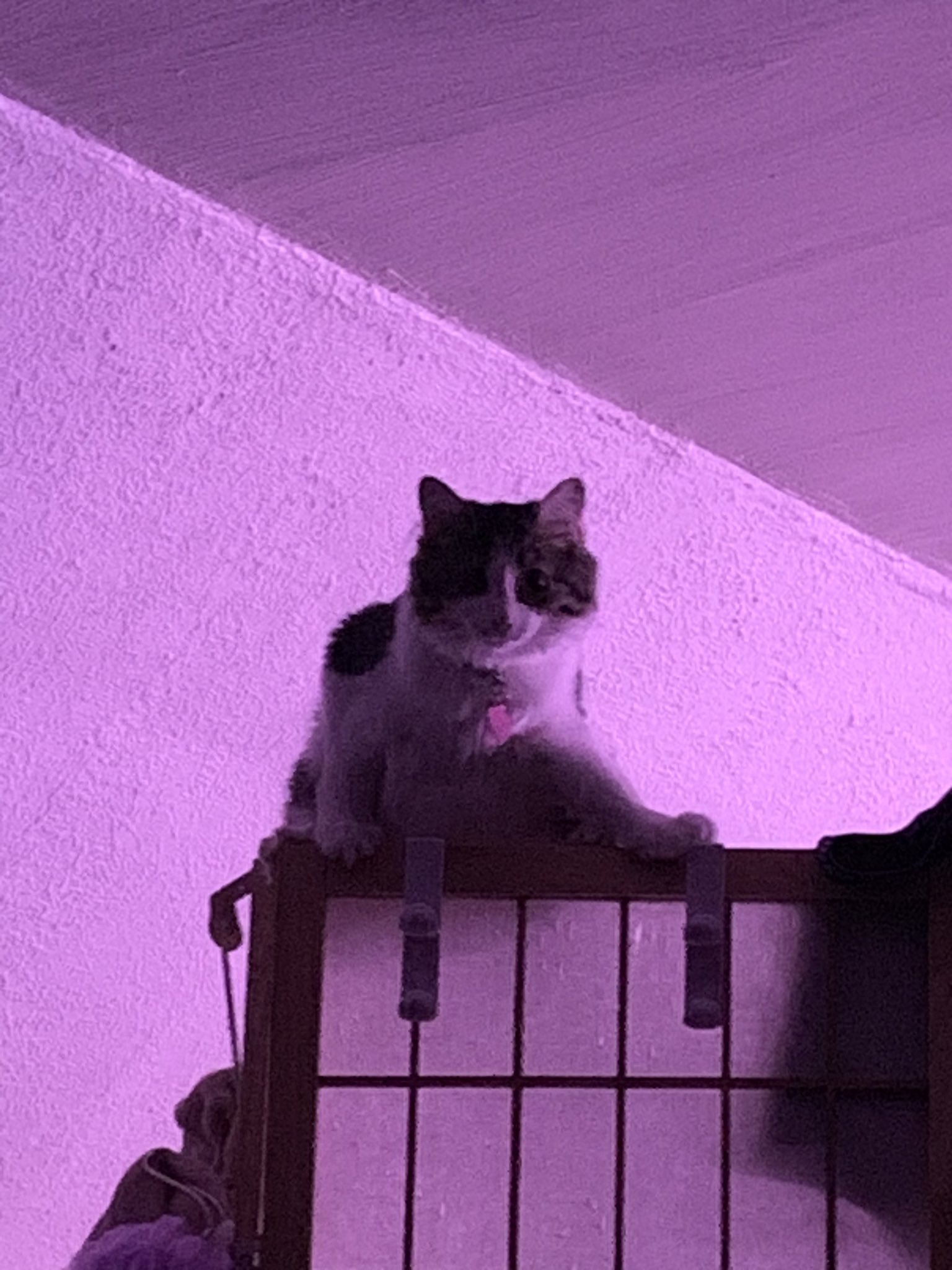 🌈⭐ STARSHEP ⭐🌈 🔜 Megaplex, MFF on Twitter "Dogs aren't vegan. Cats