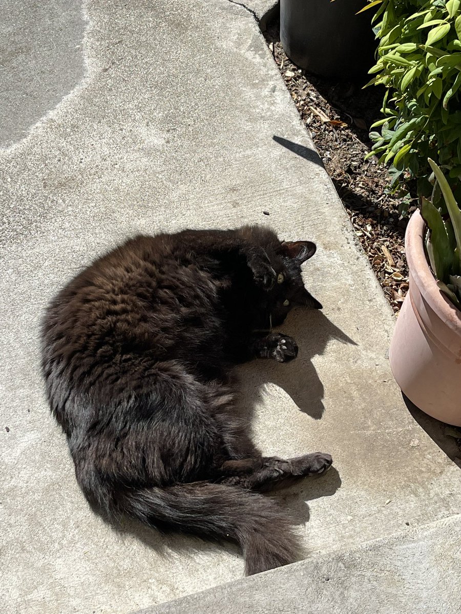 mialovesturtlez's tweet photo. Happy Birthday my Goose in Boots 🥹🐈‍⬛💕 i luv u so much goosey 🥺 https://t.co/NPsmi60g5U