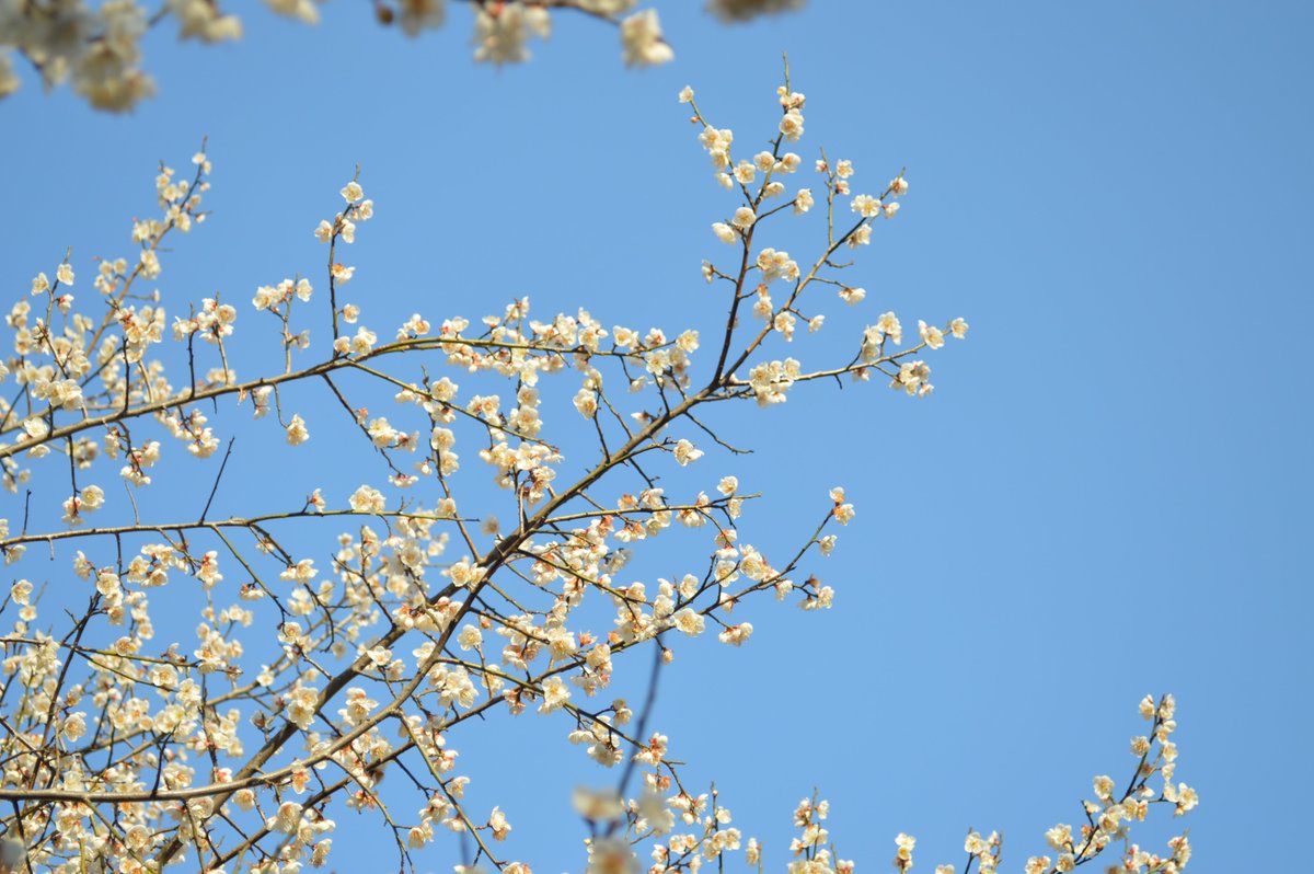 emmaYu25475188's tweet photo. Rest your eyes👀

#plumblossom  #Flowers https://t.co/GR8lKvwHZ0