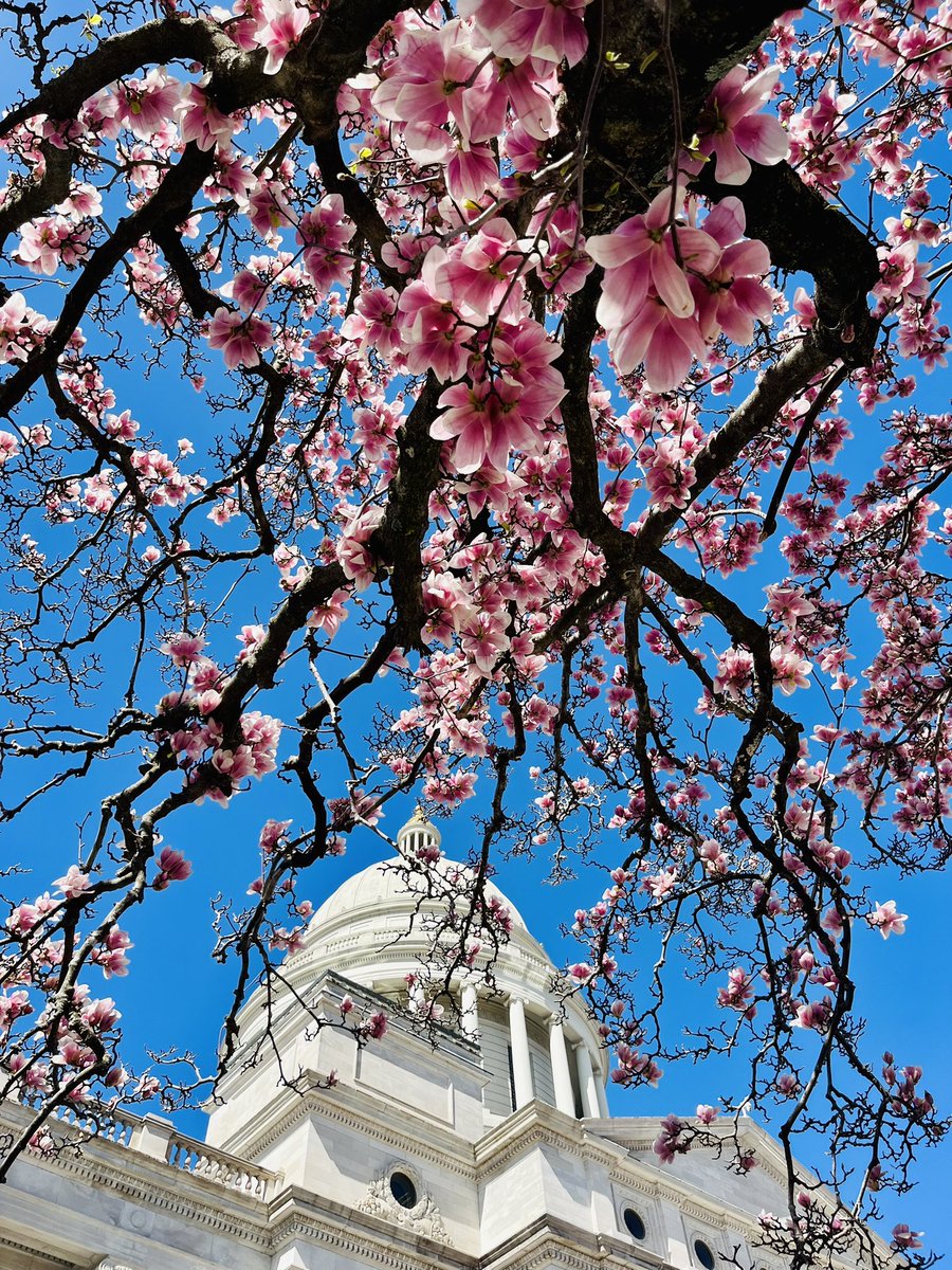 JaimeLandAR's tweet photo. The Capitol has decided itβs spring time and I'm not complaining! #arpx #ARStateCapitol https://t.co/yPIbbLUFtW