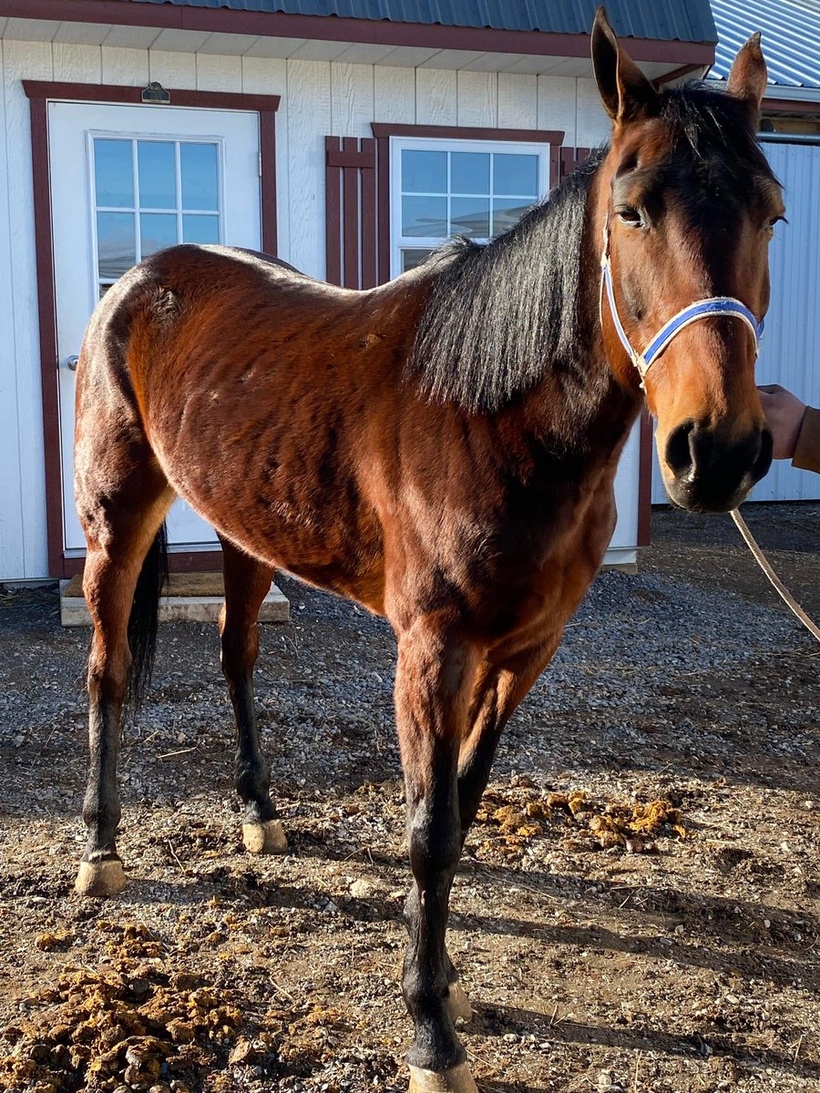 MISSUS BIG
7KM89 
62 Starts / 13 Wins / $46,397 Earnings 

Shippensburg, PA
Status at at 2/28: IN PEN