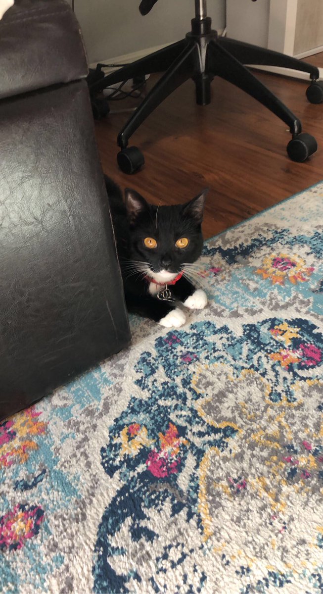 mamanda_rose's tweet photo. Always grateful for my little study buddy keeping my company while I study. Best of luck to everyone studying for midterms! #APR325 https://t.co/babFkIYLxJ