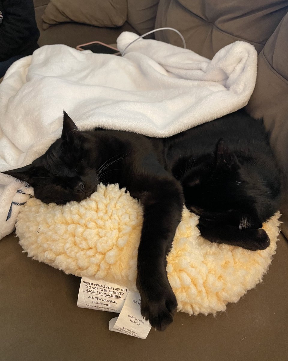 feederofcats's tweet image. bear and bernadette 🖤 a sick feral cat trapped in 2018 and a tiny neonatal kitten found in an old abandoned car in 2019. destined to find each other 🖤